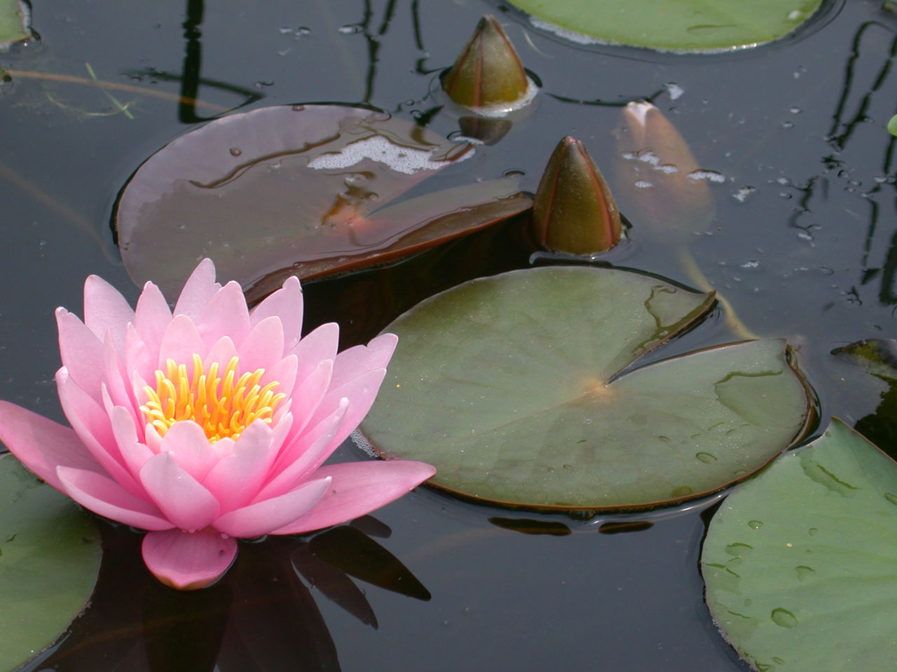 what do pink water lilies symbolize
