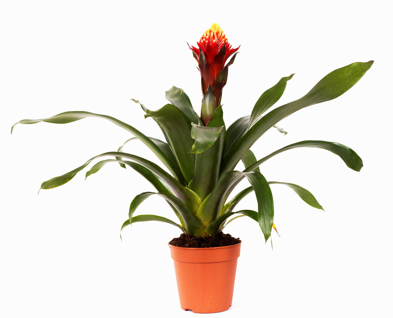 How to Plant Bromeliad Pups