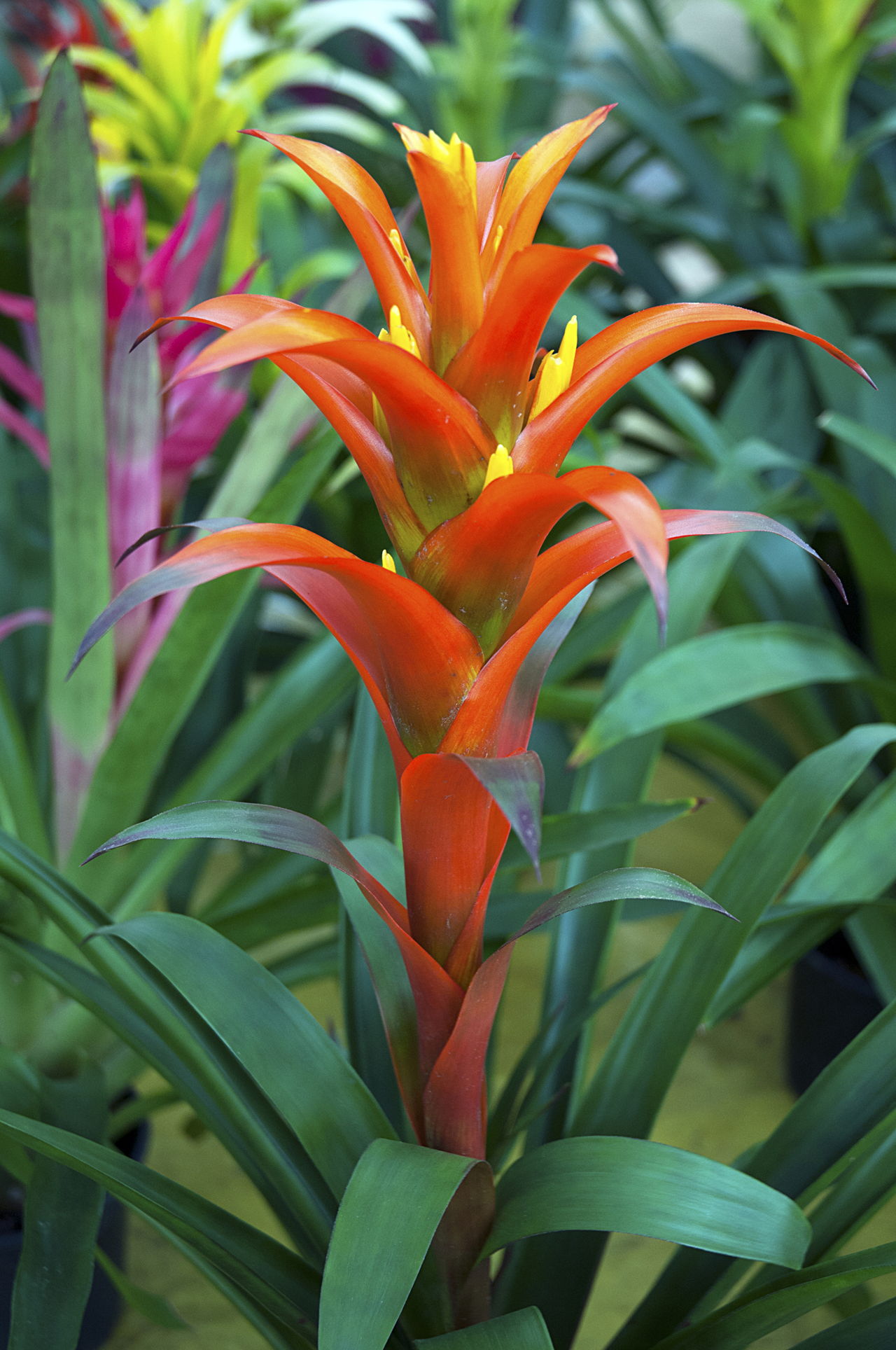 These Vibrant Amazon Rainforest Plants Will Take Your ...