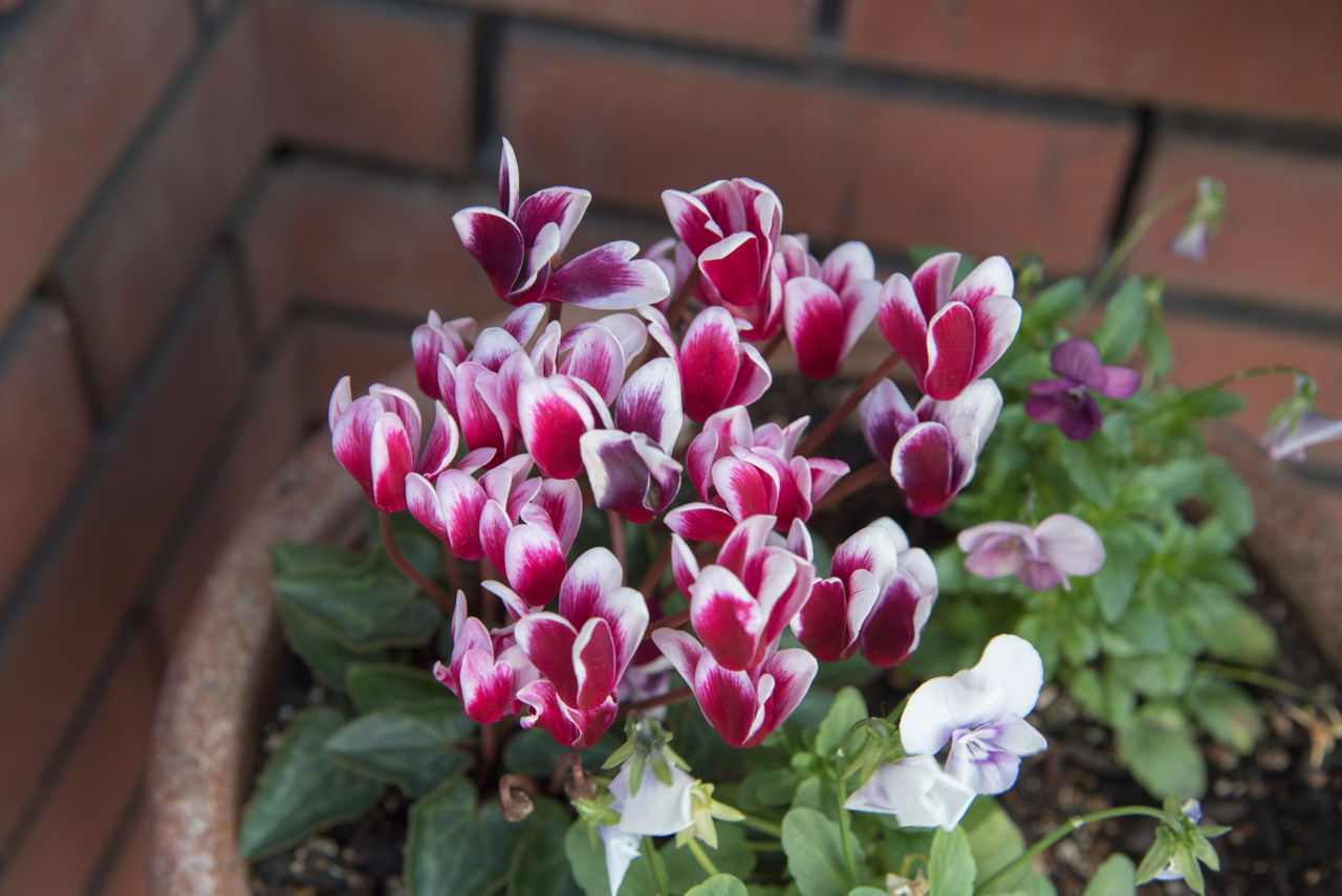 Easy Instructions on How to Care for Cyclamen Houseplant ...