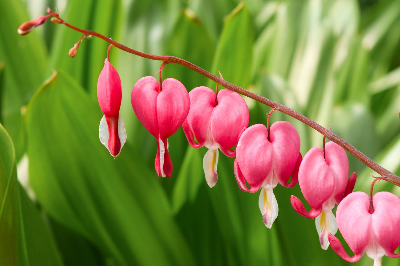 Interesting Facts about Bleeding Heart Plant