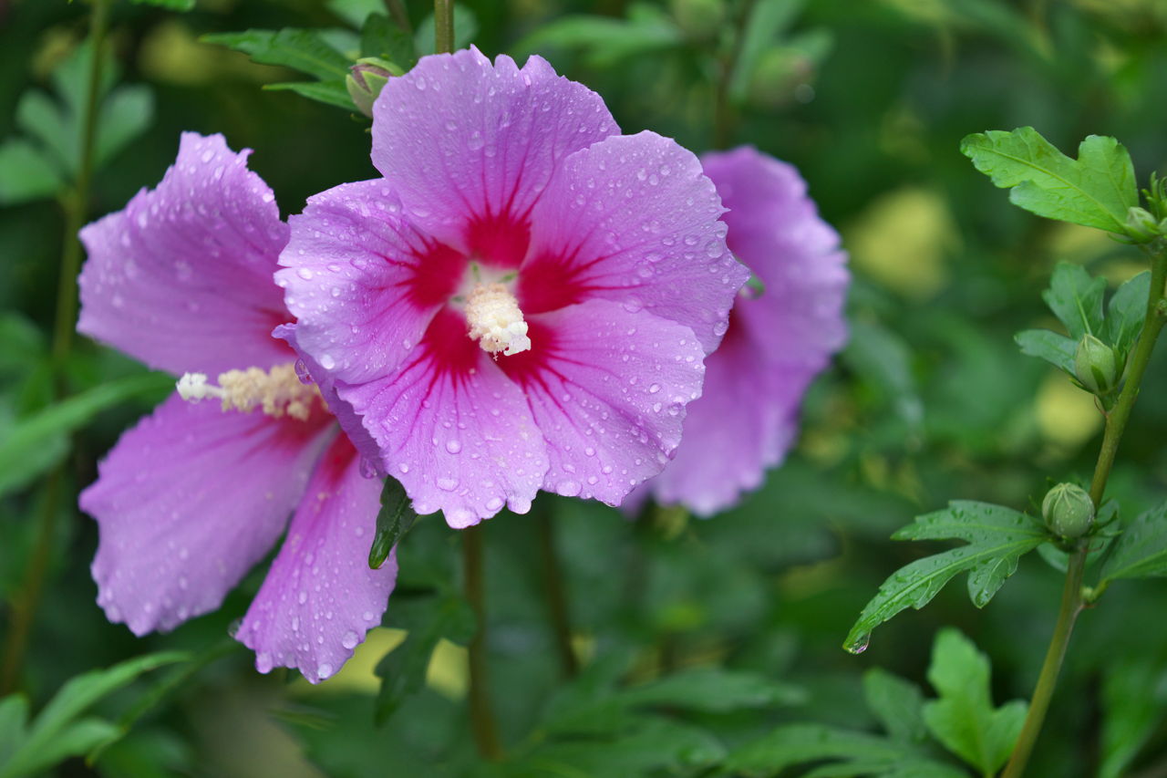 Tahiti rose of sharon