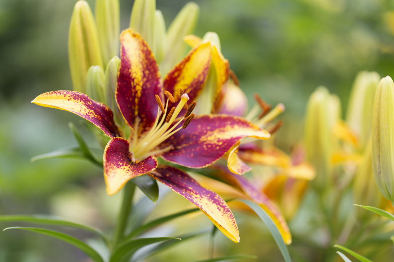 Pictures of Different Types of Lilies That'll Simply Hypnotize You