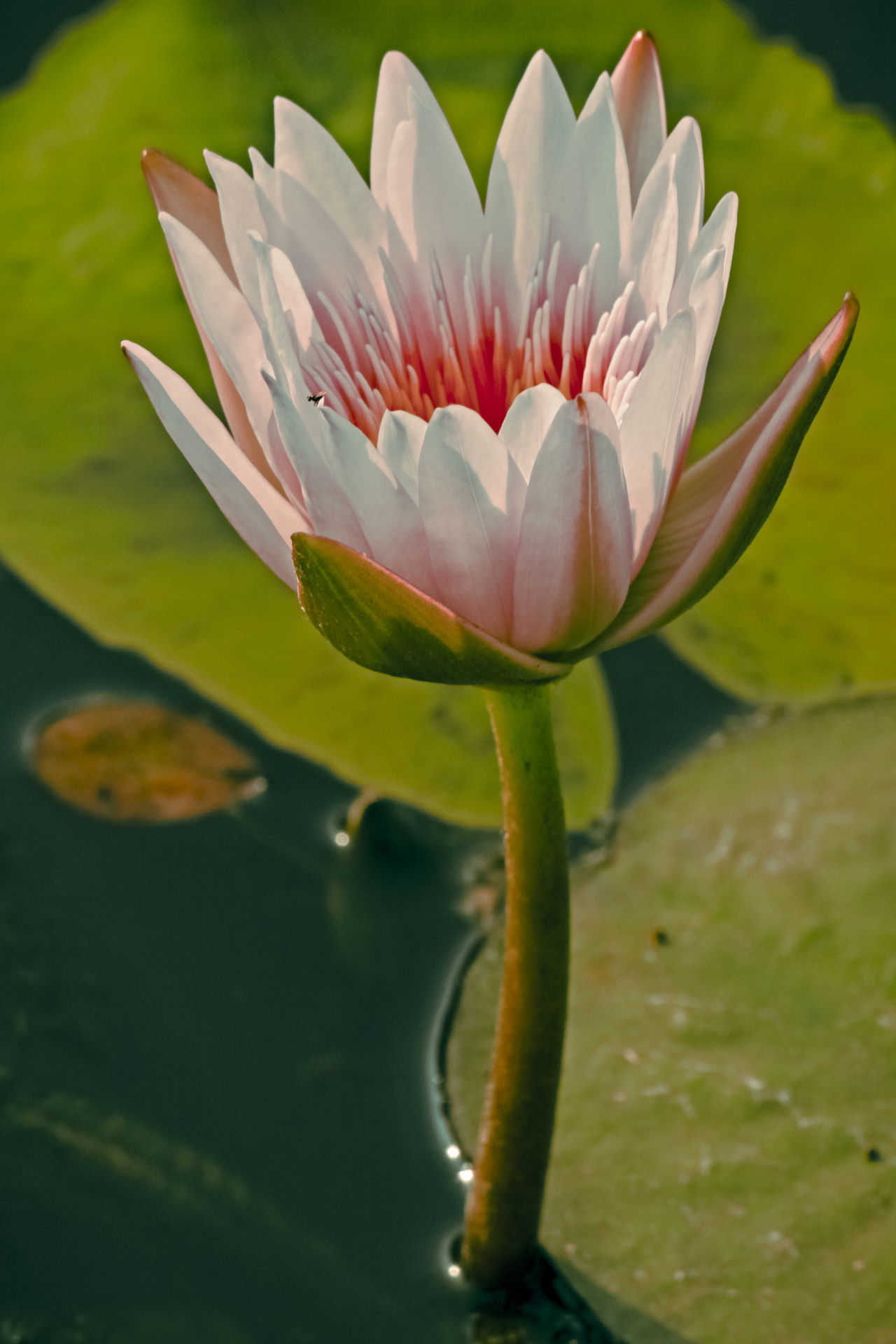 Meanings Unveiled What Does a Water  Lily  Really Symbolize 