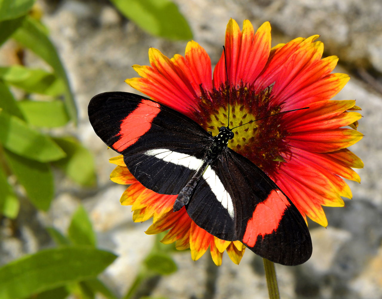 List of Flowers that Attract Butterflies