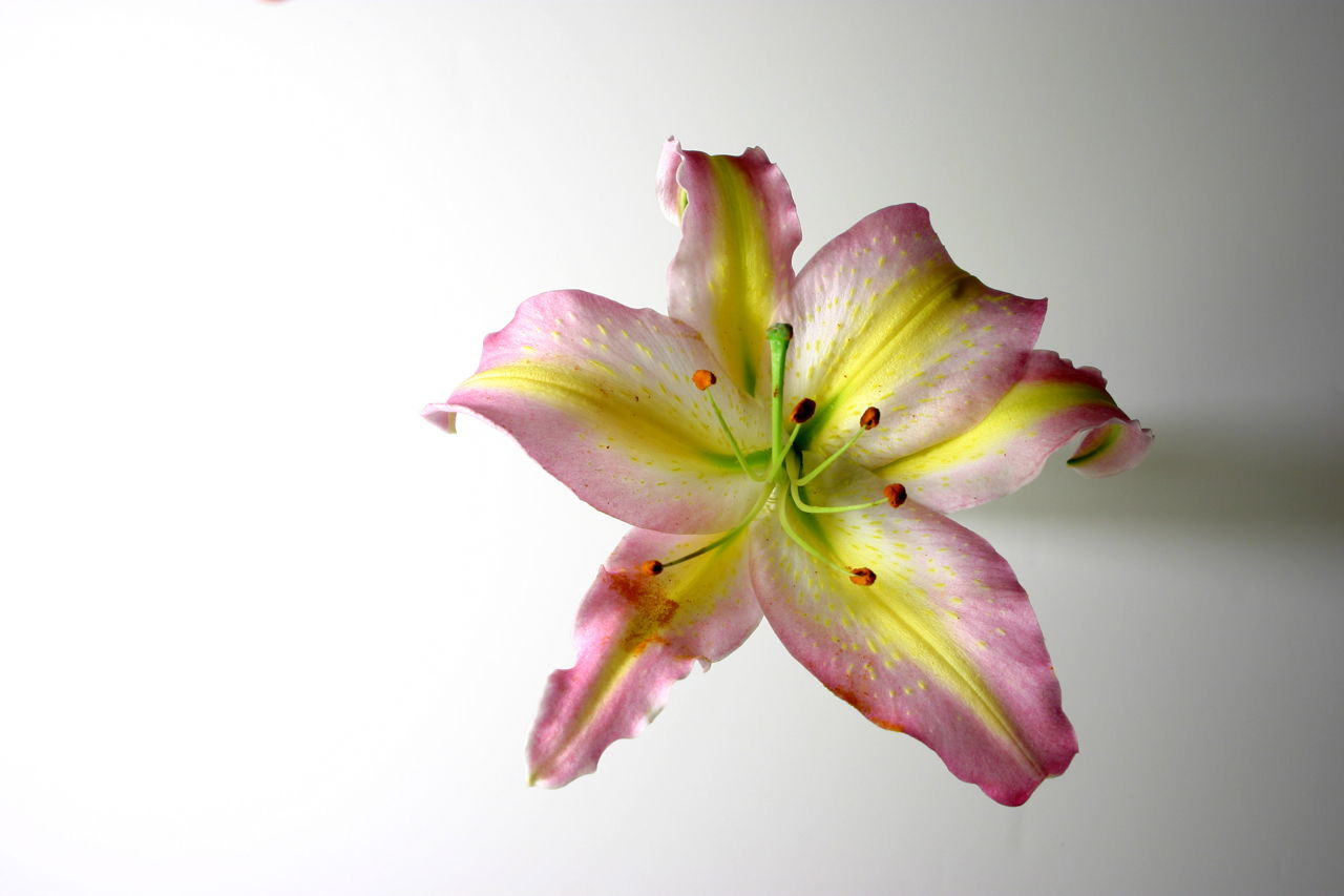 Oriental Lilies Meaning