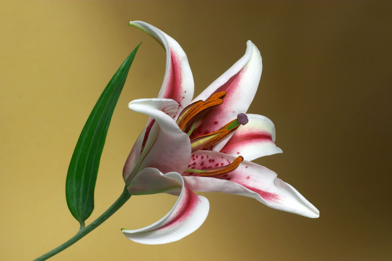 Pictures Of Different Types Of Lilies Thatll Simply Hypnotize You 