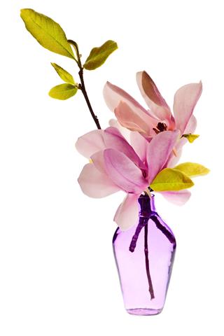 Magnolia Jane Blossoms In Vase