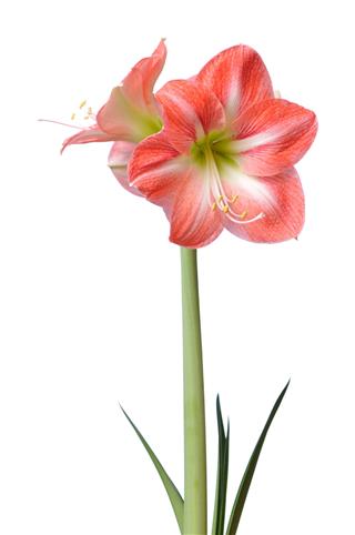 Soft Damask Lily