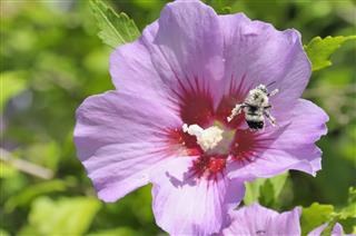 Bee On Rose Of Sharon