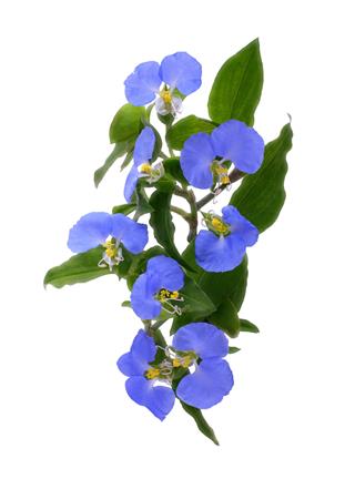 Blue Flowers On White Background