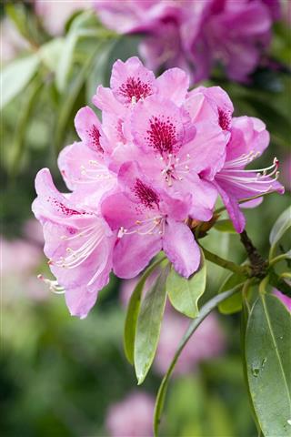 Beautiful Rhododendron Flower Head