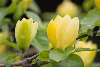 Yellow Magnolia Flowers