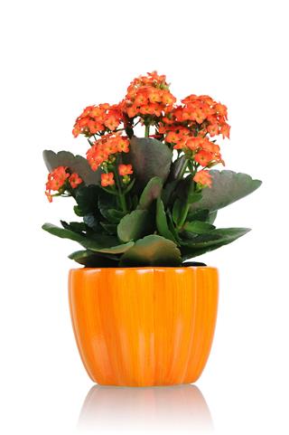 Flower Kalanchoe With Orange Pot