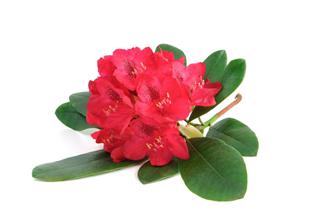 Isolated Pink Rhododendron
