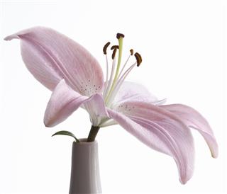 Pink Asiatic Lily In White Vase
