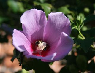 Rose Of Sharon Flower With Bee