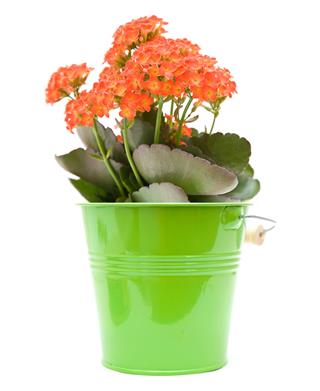 Kalanchoe Plant In Ornamental Green Bucket