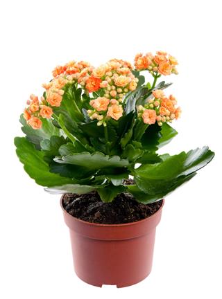 Kalanchoe Flower In A Pot