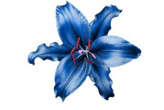 Exotic Blue Lily