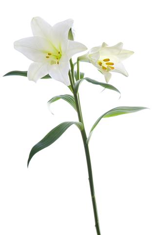 Beautiful Lily Flowers