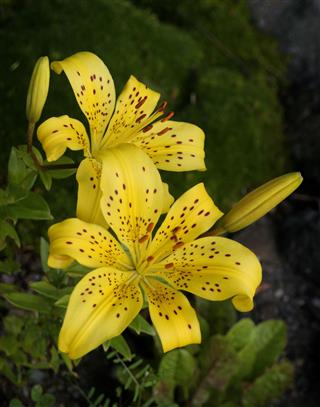 Yellow Leafed Tiger Lily