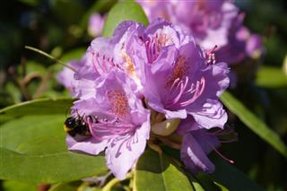 Bumblebee On Rhododendron Flower