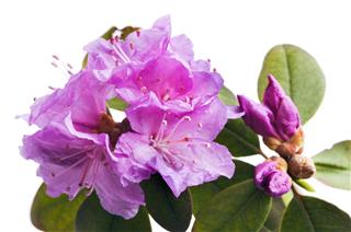 Rhododendron In Bloom