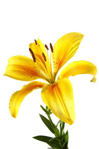 Golden Tiger Lily