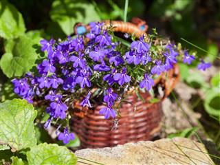 Basket Of Blue Lobelias Flowers