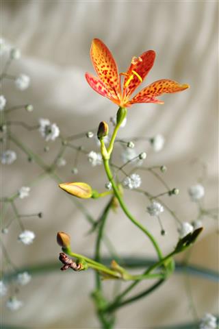 Tiger Lily And Babys Breath
