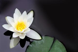 White Water Lily Floating In Pond