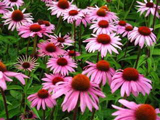Echinacea Flowers In The Grass