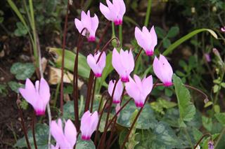 Cyclamen Flowers In The Spring