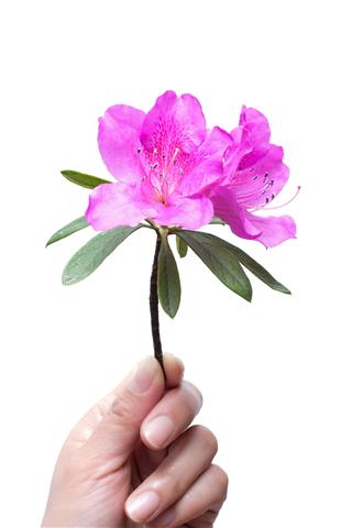 Holding Pink Rhododendron Flower