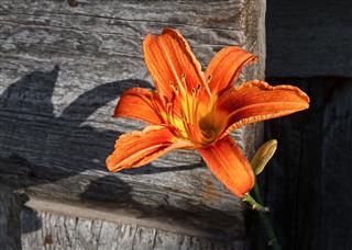 Lily And Old Wood
