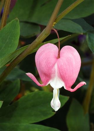 Pink Bleeding Heart Flower