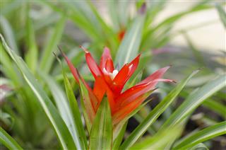 Red Bromeliads