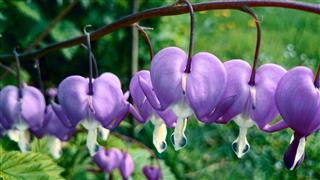Purple Bleeding Heart Blossoms