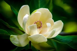 Spring Magnolia Tree Flower