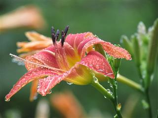 Tiger Lily With Rain Drops