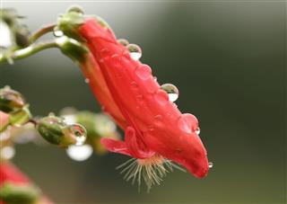 Water Droplets On Beardtongue Flower