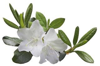 White Azalea Flower
