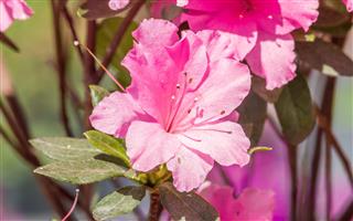 Blooming Pink Azalea Flowers