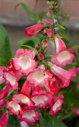 Pink Red And White Penstemon