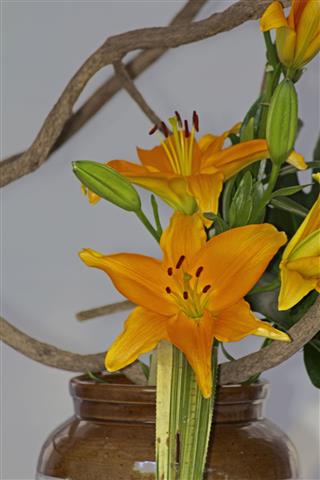 Asiatic Hybrid Lily