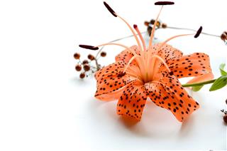Tiger Lily And Berries