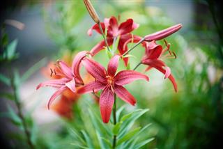 Red Tiger Lily