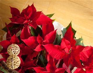 Poinsettia Red Plant With Flowers