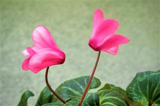 Cyclamen Flowers With Green Leaves